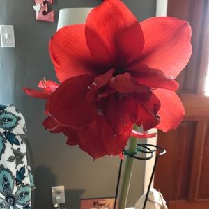 Meet your Posher, Carol